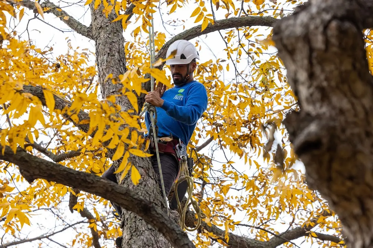 Skilled Tree Pruning crew working in Storm Lake